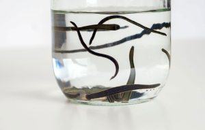 Sülükler Beslenir mi? Sülükler Nasıl Bekletilmeli, Muhafaza Edilmelidir?