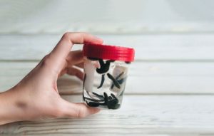 Tıbbi Sülük Türleri