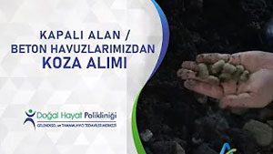 Sağlık Mutluluk DemektirKapalı Alan / Beton Havuzlarımızdan Koza Alımı